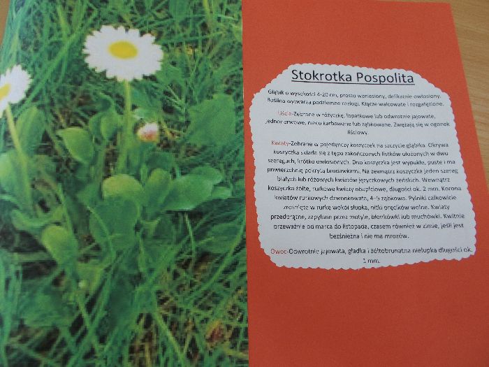 Kliknij, aby powiększyć fotkę.
